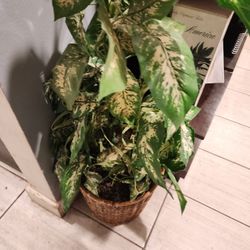 Fake Plant