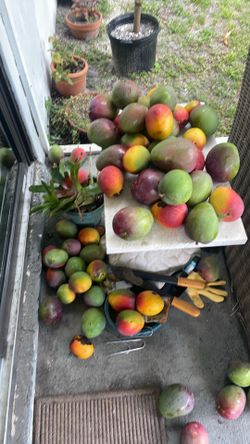 Florida mangos