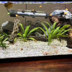 Fish Tank 20 Gallon Long