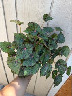 4” xl begonia Rex red planet