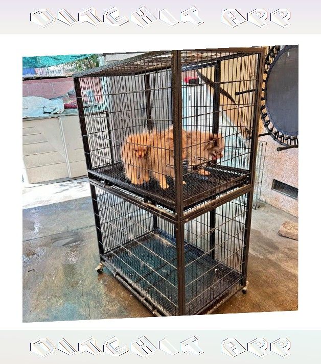 Pet Cages in Various Sizes to Match Every Animal you court