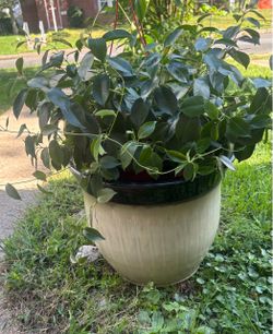 Two Large Glazed Ceramic Planter
