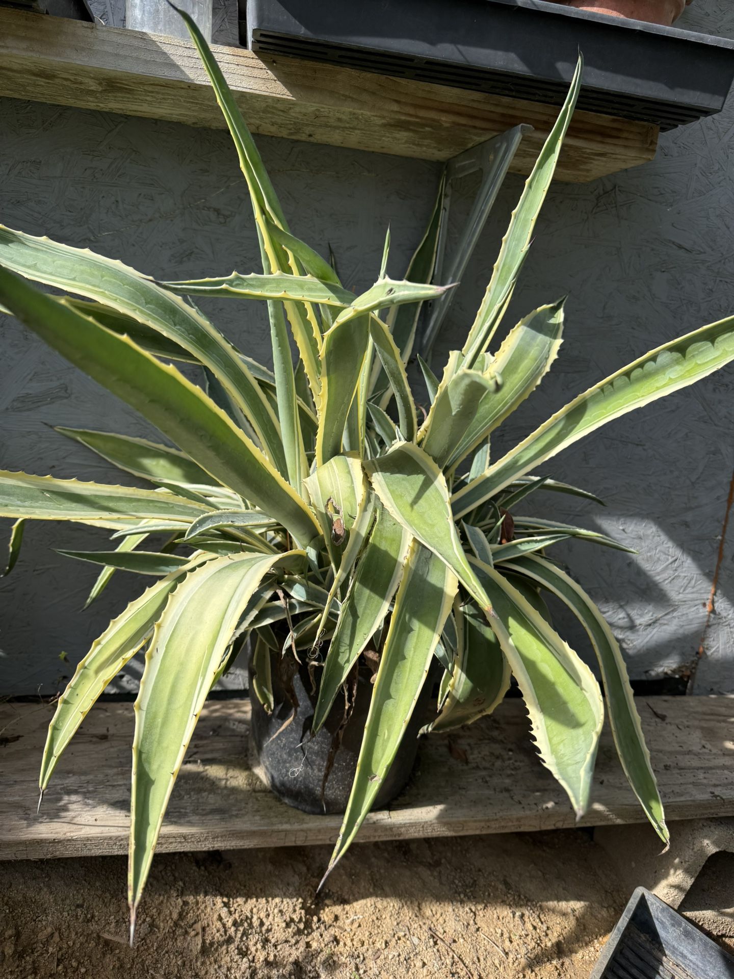 Agave