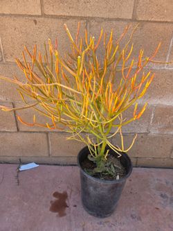 Fire Stick Suculent Cactus Plant