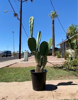 Prickly pear Cactus Plant