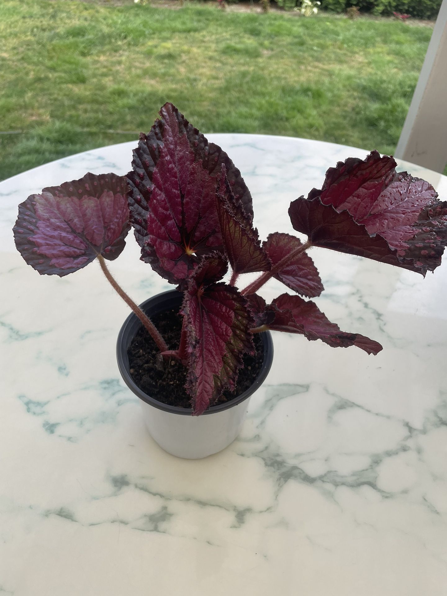 Begonia Beleaf 'Inca Night' (Outdoor & Indoor Live Plant)