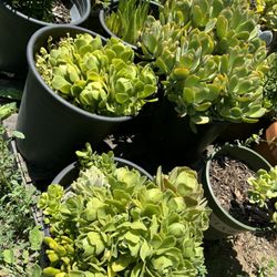 Succulent Sale 
