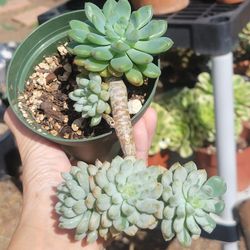 Variegated Blue Elf Succulent