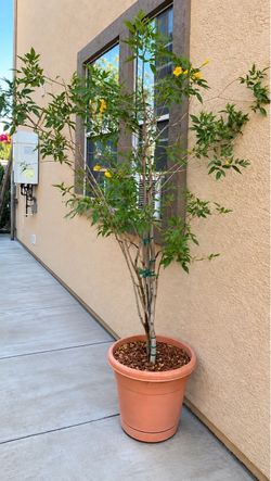 Large Yellow Allamanda / Golden Trumpet Plant – Approx. 6 Ft Tall