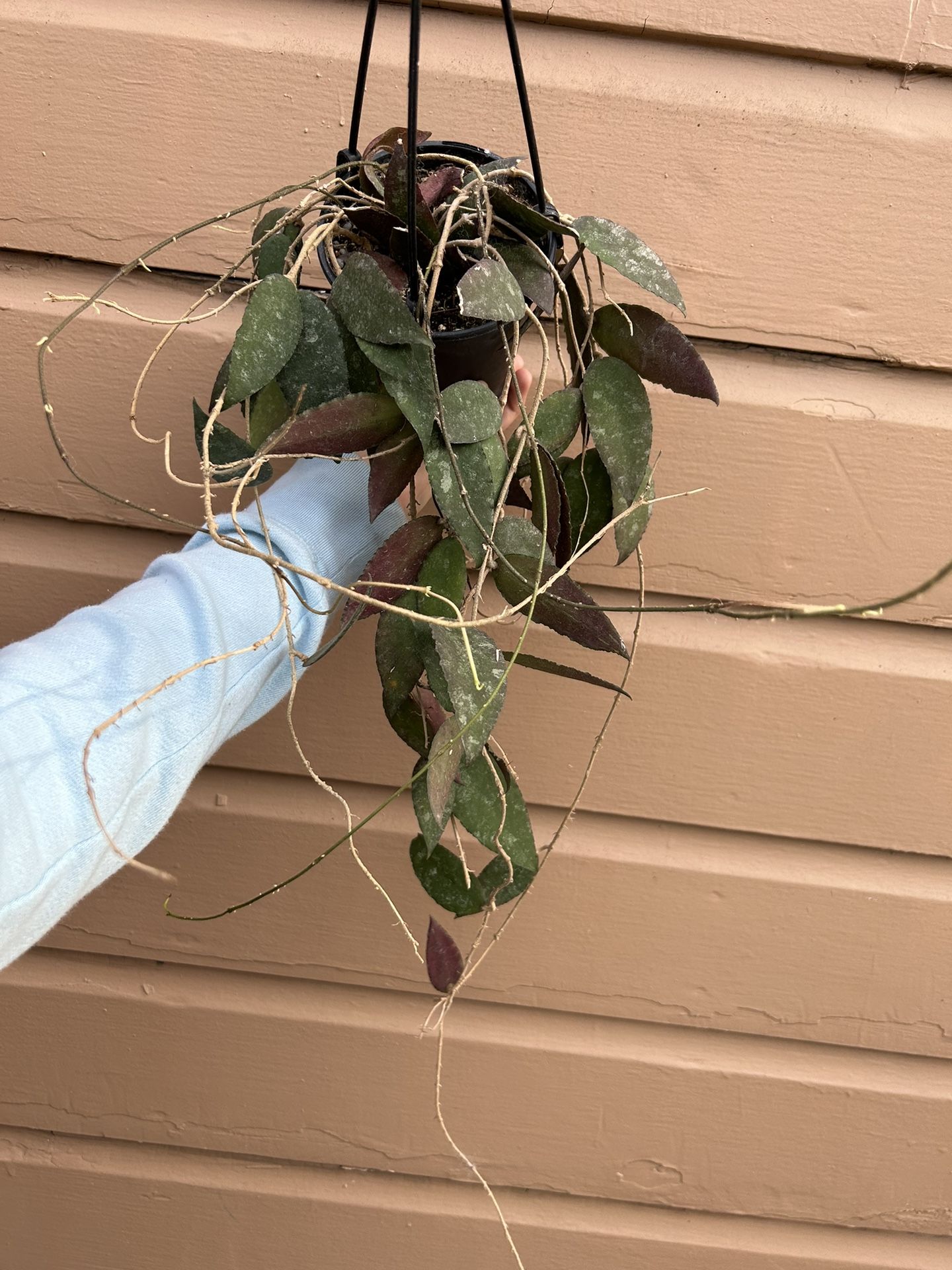 5” hoya caudata sumatra