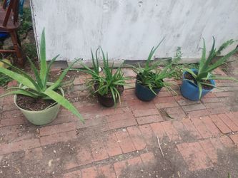 Aloe vera plants