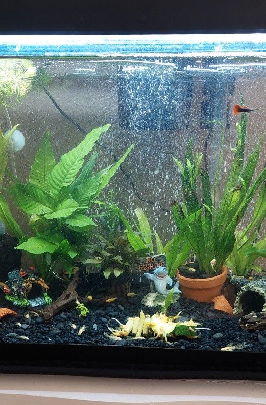 Decoration For Aquariums 