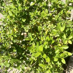 Over 5’ Honeysuckle In Huge Ceramic Pot 