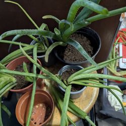 Aloe Vera Plant
