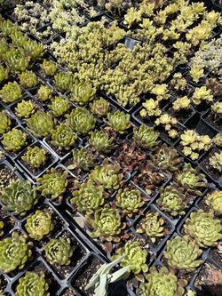 🌵 Succulents, Agave, Cactus, Aloe Vera & Drought-Tolerant Plants – Prices starting at just $3.99! 🌵