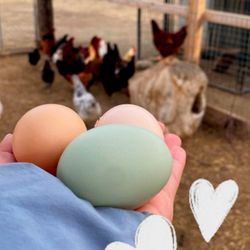 Farm Fresh Eggs! 