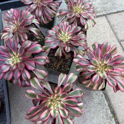 Aeonium Chanel 