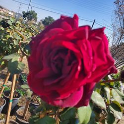 Rose Tree