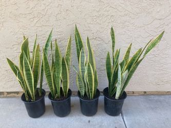 Variegated Snake Plant Sansevieria Laurentii, 1 Gallon