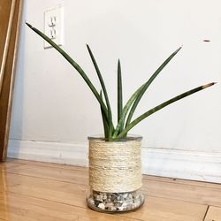 Succulent Plant With Decorative Glass Pot 