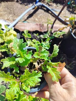 Green mustard