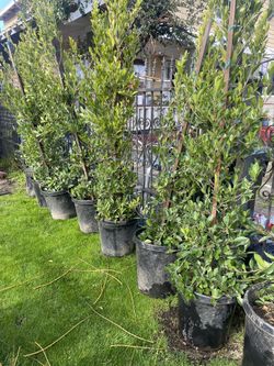 Ficus Tree