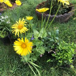 Potted Flowers