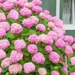 3 Types Of Amazing Hydrangeas —