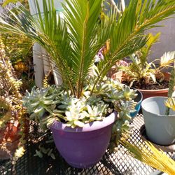 Table Top Sago Palm W/Succulant In A Pot $20