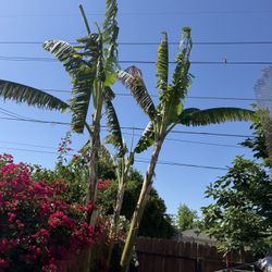 Baby Banana Trees