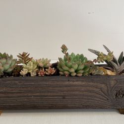 Succulent Arrangement