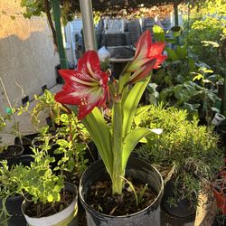 Amaryllis Flower /amarilis