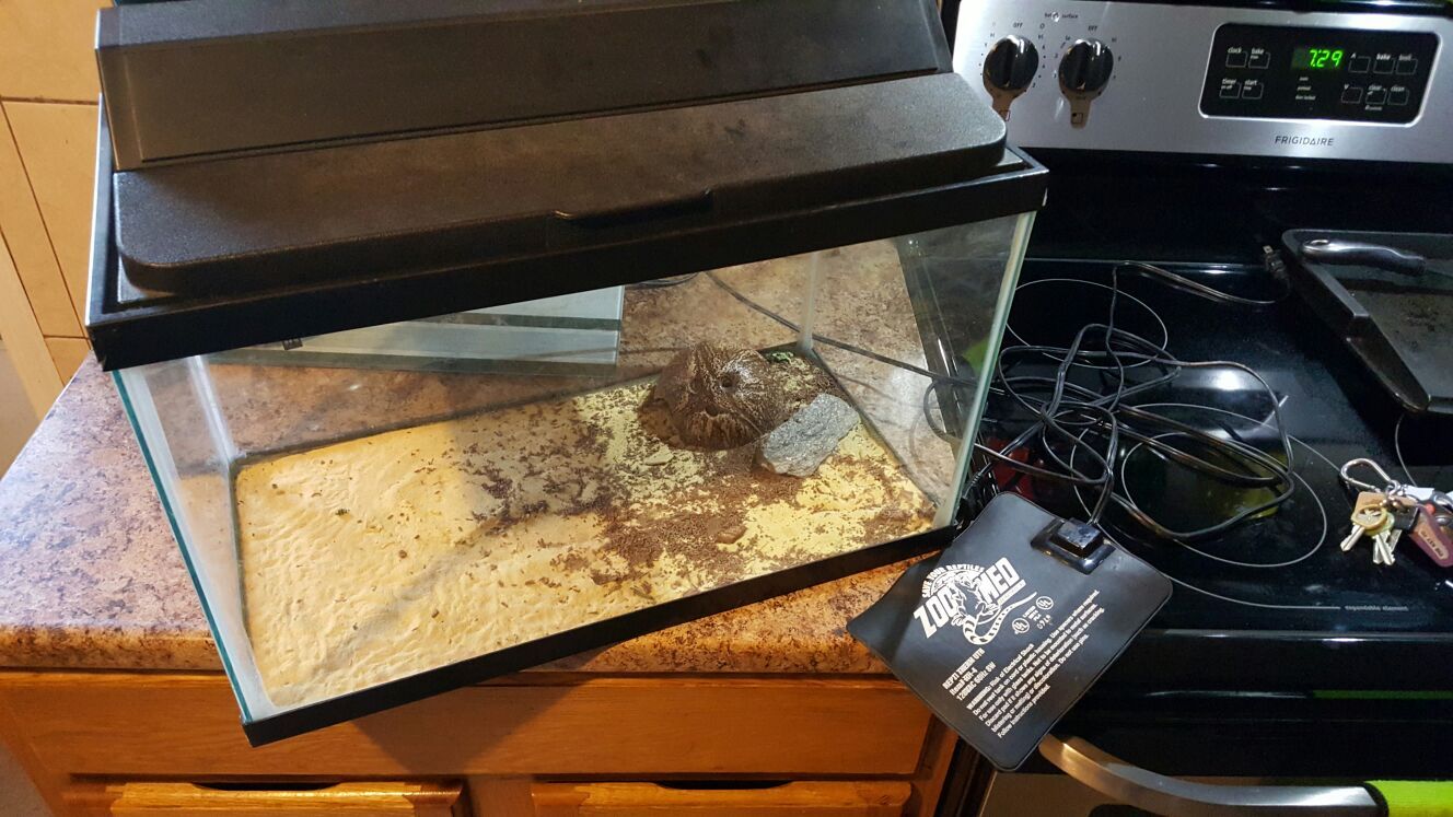 10 gallon fish tank with heating pad
