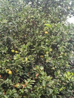 10 X $1.00 Limones Organicos