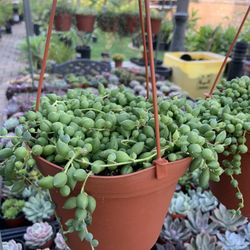 6 Inch Hanging Succulent Baskets 