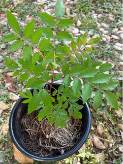 Winged sumac