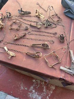 Vintage Victor Animal Traps LOT of 16  Hunting Cabin Decor Man Cave