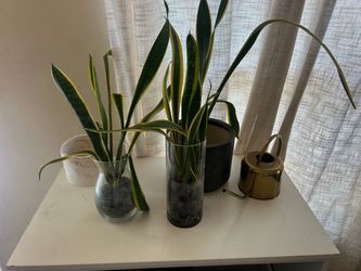 Snake Plant Cuttings in Glass Vases