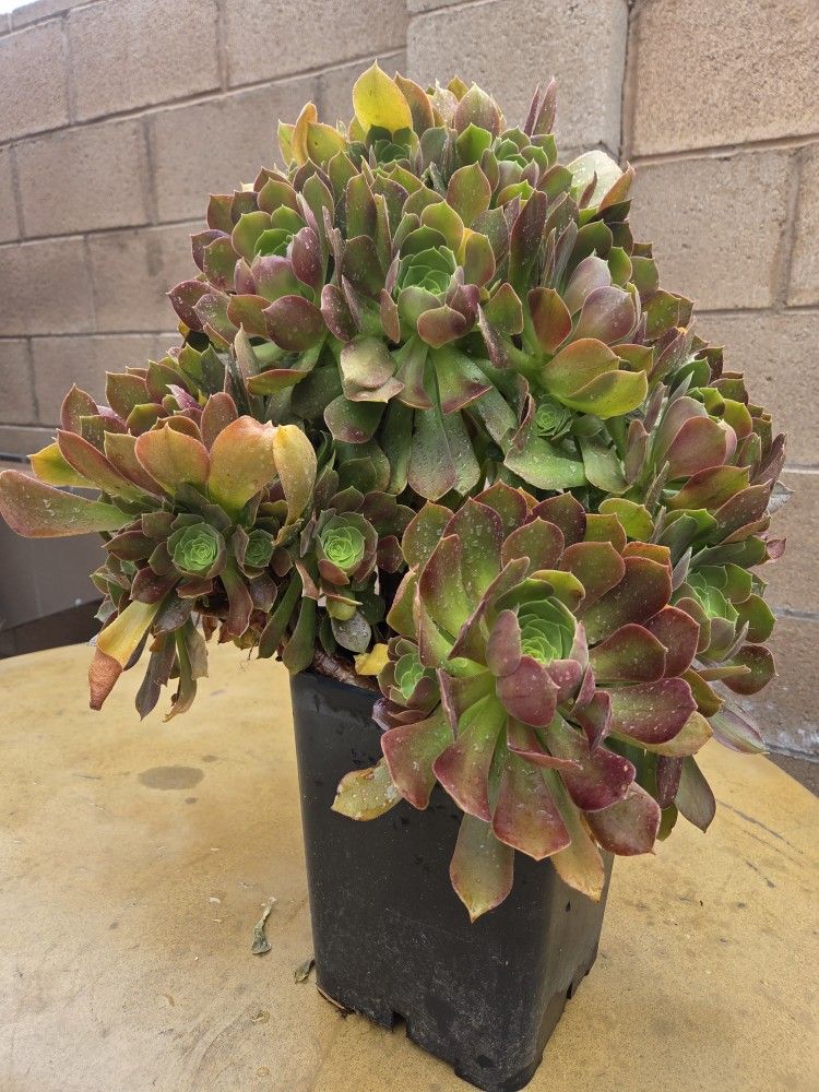 Suculent Plant