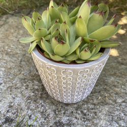 Hens And Chicks In Decorative Pot With Drainage Holes 