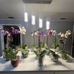 Orchid Sale 