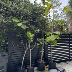 Ficus Lyrata Plants 