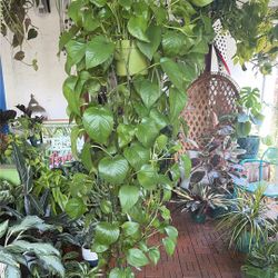 Jade Pothos Long Trailing Plant 