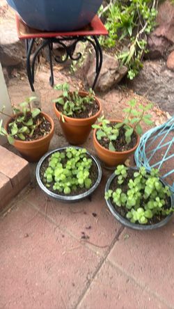 Elephant bush in plastic pots