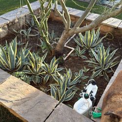 Variegated Agaves