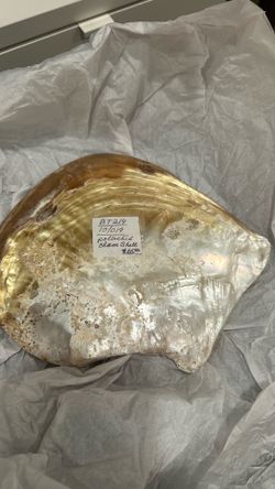POLISHED CLAM SHELL COLLECTORS ITEM