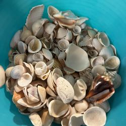Seashells