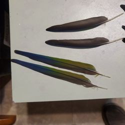 Conure feathers 2 Pair  