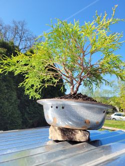 Golden Thread Cypress  Graniteware Potted