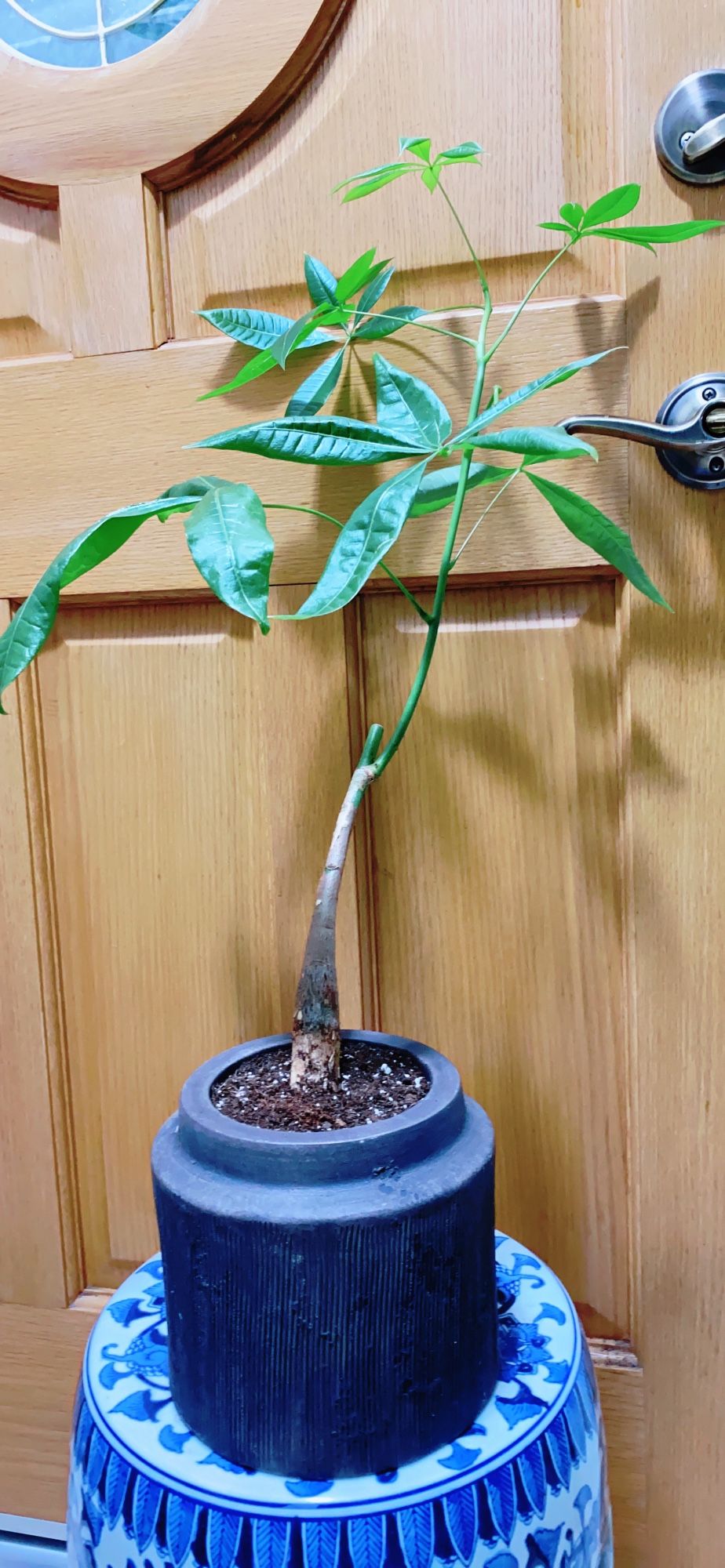 Bonsai Money Tree